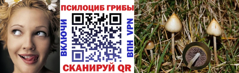 Галлюциногенные грибы Psilocybine cubensis  как найти закладки  блэк спрут как зайти  Богородицк 